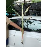 ราคา กล้วยด่างฟลอริด้า(ขุดสดชำรากให้) (9789840169)