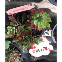 ราคา ไม้มงคลต้น.พญานาคราช (13750324371)