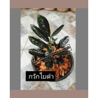 ราคา กวักมรกตใบดำต้นไม้ฟอกอกาศ (23573433352)