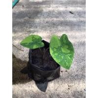 ราคา colocasia lemonlime gecko ลายด่างสวย (9631626044)