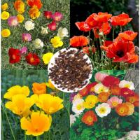 ราคา เมล็ดดอกป๊อปปี้ คละสี 50เมล็ด/100เมล็ด California poppy / Iceland poppy (26411248237)