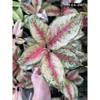 ราคา ต้นอโกลนีมา 10 กะรัต Aglaonema 10 Karat กระถาง 6-8 นิ้ว สีสันสดใสสวยงาม เลี้ยงง่าย ไม้ประดับ (24572668378)