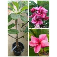 ราคา ลีลาวดีพันธ์ุเกล็ดทับทิมพร้อมส่งต้นตามภาพ (28337046531)