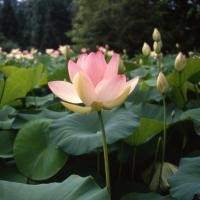 ราคา 5 เมล็ด ดอกบัว บัวนอก บัวฝรั่ง เมล็ดดอกบัว Lotus Seeds สายพันธุ์ นูซิเฟอรา (50508883146)