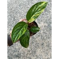 ราคา พลูระเบิด พลูระเบิดด่าง พลูระเบิดด่างเหลือง ด่างเหลือง monstera karstenianum var (14668327034)