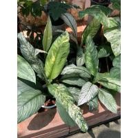 ราคา เดหลีจักรพรรดิ์ด่าง หรือ Peace Lily Mint variegated ลักษณะเด่น: เป็นพืชในตระกูลเดหลีที่มีใบด่างสีขาวหรือสีครีมสลับเขียว (22120042899)