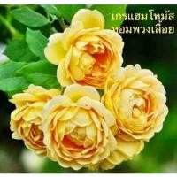 ราคา แกรแฮมโทมัส สีเหลืองหอมมากๆๆๆ เลื้อยพวงเลี้ยงง่าย (10186129624)