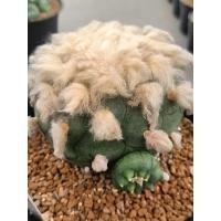 ราคา โลโฟโฟรา ดิฟฟูซา Lophophora diffusa (26405016531)