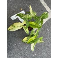 ราคา เงินไหลมาด่างเหลือง คละต้น ไหลเหลือง Syngonium aurea ส่งพร้อมกระถาง 3-4“ (17266822127)