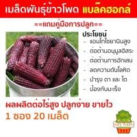 ราคา เมล็ดพันธุ์ ข้าวโพด สีม่วงแดง แบล๊คฮอค Big Purple Corn ปลูกง่าย โตไว ผลผลิตสูง แถมคู่มือการปลูก (28458083659)