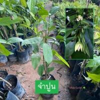 ราคา ต้นจำปูน จำปูน (Anaxagorea javanica) กิ่งชำ ไม้ดอก มีกลิ่นหอม (รับประกัน ส่งใหม่ฟรี หากสินค้าเเสียหาย!!) (24558185051)