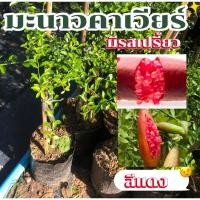 ราคา มะนาวนิ้วมือ มะนาวคาเวียร์ สีแดง 1 ต้น (28866921945)
