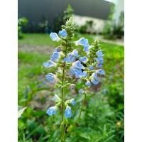 ราคา ต้นBog Sage หรือ Salvia uliginosa ไม้ดอกสีฟ้าที่แท้จริง เป็นสมุนไพร ดอกต้นใบมีกลิ่นหอม เหมาะใช้จัดสวนสไตล์อิงลิช คอทเทจ (48457886443)