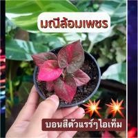 ราคา มณีล้อมเพชร บอนสีตัวแรร์ๆบอนด่าง✨ จัดส่งต้นในภาพจริง ❇️ด่างแดงสวยๆ❇️ (14287364383)