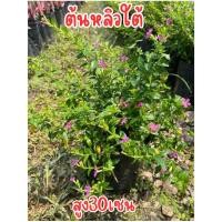 ราคา ต้นหลิวไต้หวัน พร้อมปลูก ต้นสวย สูง30เซน (25070655335)