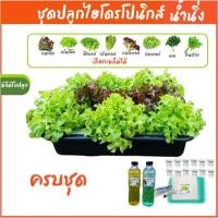 ราคา [เลือกเมล็ดได้]ชุดทดลองปลูกผักไฮโดรโปนิกส์ ปลูกผักไร้ดิน กระบะปลูกผักไฮโดรโปนิกส์ (25029371631)