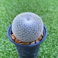ราคา Mammilaria microthele แมมนกฮูก M002 (21636291356)