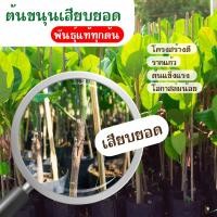 ราคา ต้นขนุน ต้นขนุนเสียบยอด ขนาด 60-100ซม. ต้นขนุนทองประเสริฐ เพชรราชา มาเล ทวายปีเดียว แดงสุริยา ทองส้ม พันธุ์แท้ทุกต้น (14323596394)