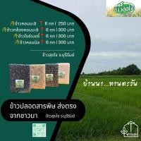ราคา ข้าวหอมมะลิ กล้องหอมมะลิ ไรซ์เบอร์รี่ หอมนิล ปลอดสารพิษ จากชาวนา จว. บุรีรัมย์ ชุดละ 6 กก (24003142566)