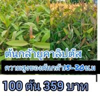 ราคา ต้นกล้ายูคาลิปตัส ขนาด 15-20 ซม 100 ต้น 359 บาท (43580320709)