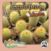 ราคา ต้นกระบองทอง(Notocactus leninghausii) ไม้เพาะเมล็ด - ต้นกระบองเพชร ราคาถูกต้นแคคตัส❤️ (23350351591)
