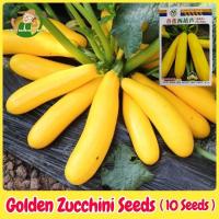 ราคา เมล็ดพันธุ์ ซูกินีสีทอง ซูกินี เหลือง บรรจุ 20 เมล็ด Banana Zucchini Seed เมล็ดพันธุ์ผัก ผักสวนครัว ผักออร์แกนิก ปลูกผัก (40980829686)