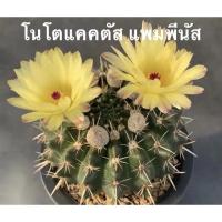 ราคา โนโตแคคตัส แพมพีนัสสวยๆ (8403616156)
