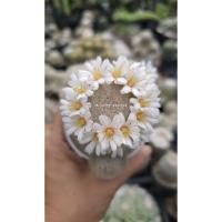 ราคา Mammillaria lenta / แมมมิลลาเรีย เลนต้า ฟอร์มแตกหน่อ (44708705498)