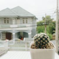 ราคา แมมขนนกเหลืองดอกสีขาวริ้วชมพูกำลังออกดอก (18461351)