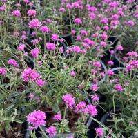 ราคา บานไม่รู้โรยแคระญี่ปุ่น Gomphrena Fireworks ดอกสีชมพู กระถาง 8 นิ้ว (25533919060)