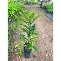 ราคา ต้นเมตตามหานิยม พร้อมปลูก สูงประมาณ30-40 เซนติเมตร เป็นไม้มงคลพุ่มเล็กที่นิยมปลูกเพื่อเสริมเสน่ห์และความเมตตา (57760481382)