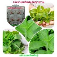 ราคา #จำหน่ายเมล็ดพันธุ์ "หญ้าหวาน" (5013463746)
