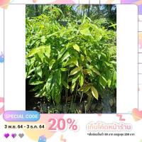 ราคา ต้นกล้าต้นกฤษณา ความสูง 20-30 เซน (13938351277)
