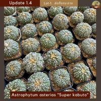 ราคา [Update 1.4] Lot-1 แอสโตรซุปเปอร์คาบูโตะ กระบองเพชร Astrophytum asterias “Super kabuto” ไม้เพาะเมล็ด ส่งทั้งกระถาง (40607458513)