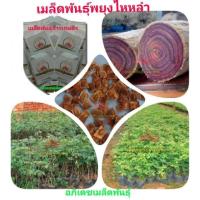 ราคา #เมล็ดพันธุ์ พยุงไหหลำ (แท้100%) (4013277736)