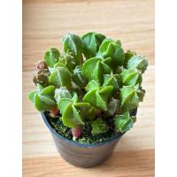 ราคา ไม้พอทแคคตัส แอสโตรไฟตั้ม ไมริโอ้ สติ๊กมา (Astrophytum Myriostigma) ในกระถาง 2.5 นิ้ว ส่งทั้งกระถาง (53600303045)