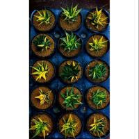 ราคา Haworthia limifolia verigated. ม้าเวียนด่าง (5623179901)