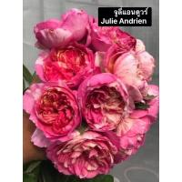 ราคา กุหลาบเลื้อย-จูลี่แอนดูวร์ Julie Andrien ไร้หนาม-หนามน้อยมาก ดอกลาย หอมมาก (23321901135)