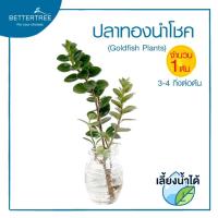 ราคา ปลาทองนำโชค (จำนวน 1 ต้น) Goldfish Plants เลี้ยงน้ำได้ ต้นไม้ ต้นไม้มงคล ต้นไม้ในร่ม (15245094647)