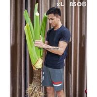 ราคา ,บอน ,บอนยักษ์ ,กระดาดยักษ์ ,ต้นกระดาด ,บอนยักษ์ ไซส์ L ~ XL ~ xXL ,สุดยอดไม้ฟอกอากาศ (52906618879)