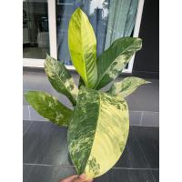 ราคา เศรษฐีวินสันด่าง พร้องส่งต้นใหญกระถาง 8นิ้ว (11550247905)