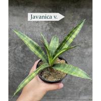 ราคา Sansevieria Javanica v. (57752429033)