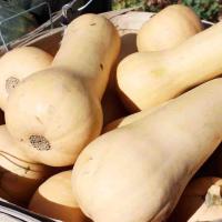ราคา 5 เมล็ด ฟักทอง Pumpkin seeds สายพันธุ์ Waltham Butternut (46459095192)