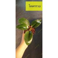 ราคา ต้นโคตรรวย ต้นไม้มงคล (10609698439)