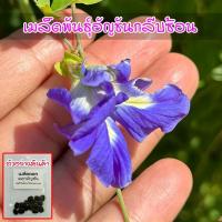 ราคา ดอกอัญชัน สีม่วง 5 กลีบ อัญชันกลีบซ้อน เมล็ดพันธุ์ 5-12 เมล็ด ( 10 แถม 1 คละได้ ) (17523862687)