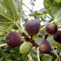 ราคา 10 เมล็ด มะเดื่อฝรั่ง Figs สายพันธุ์ Haifa มะเดื่อฝรั่ง ลูกฟิก (4293944981)