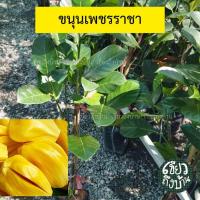 ราคา ต้นขนุนเพชรราชา ออกผลตลอดปี เนื้อสีเหลืองเนื้อหนา รสชาติหวาน (24601615360)