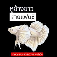 ราคา อุปกรณ์ตกแต่งตู้ปลาสำหรับปลากัด“หูช้างขาว“ (54856036430)