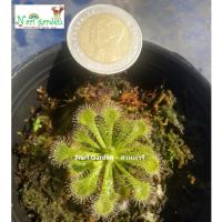 ราคา ต้นหยาดน้ำค้าง Drosera Spatulata สายพันธุ์ สปาตูลาต้า (ส่งทั้งกระถาง 3 นิ้ว) พืชดักจับแมลง น้ำหยาดเยื้ม ชอบแดดตอนเช้า (43672642155)