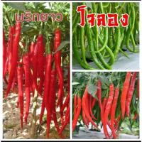 ราคา เมล็ดพันธุ์พริกยาว"โจลอง"ชุด100เมล็ด (28580010051)